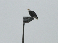 One of many bald eagles in Homer